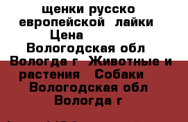 щенки русско- европейской  лайки › Цена ­ 4 000 - Вологодская обл., Вологда г. Животные и растения » Собаки   . Вологодская обл.,Вологда г.